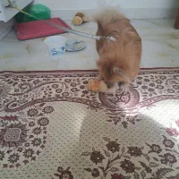 پاپی روباهی|سگ|اصفهان, رهنان|دیوار