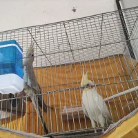 عروس هلندی مولد