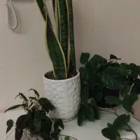 گل سانسوریا|گل و گیاه طبیعی|مشهد, شهرک بهارستان|دیوار