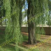 خرید انواع درخت حرس چوب و غیره