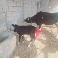 یک با گوساله ماده سمینتال