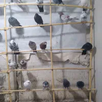 کبوتر|پرنده|ساوه, |دیوار