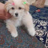 سگ شیتزو پامرانین ماده