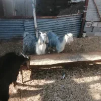 کهره نر ریز