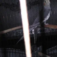 عروس هلندی سالم