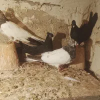 باسلام چند جفت کبوتر خون خالص درسهند|پرنده|سهند, |دیوار