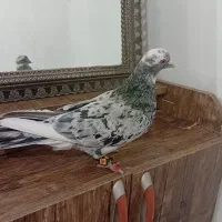 کبوتر|پرنده|کرمانشاه, |دیوار