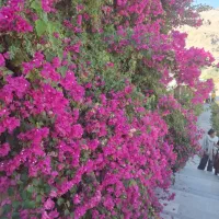 تور کاشان نیاسر ویژه گلابگیری