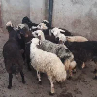 بره پای پروار