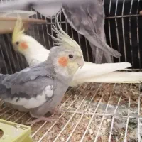 عروس هلندی|پرنده|گرگان, |دیوار