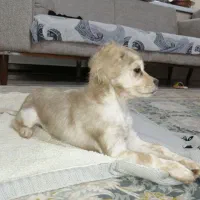 سگ نژاد پودل کراس