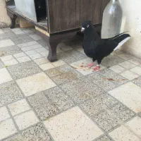 سینه ایی