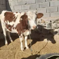 گاوفروشی|حیوانات مزرعه|اسفندقه, |دیوار