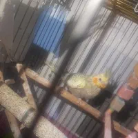 ماده‌ی گل باقالی آماده