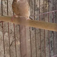 فنچ گلو بریده ماده