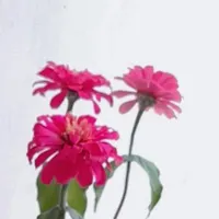 لطفا کمک کنید