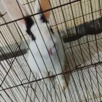 خرگوش|موش و خرگوش|میناب, |دیوار