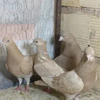 کبوتر زرد  دوکت کلدار