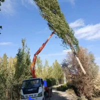 خریداره چوب های بادام گردو زرد آلو وزم ونو بید و..|خدمات باغبانی و درختکاری|ساروق, |دیوار