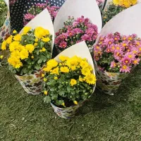 داودی  درجه یک و پر غنچه