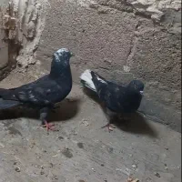 کته کفتر