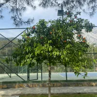 ۵۲ متر تکواحدی قیطریه