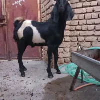 بز نر پاکستانی|حیوانات مزرعه|ابهر, |دیوار