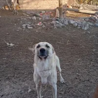 سگ مجانی مخصوص گله داری|سگ|خوی, |دیوار