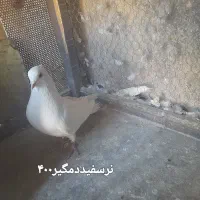 کبوتر دمگیر