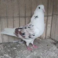 کفترپرشی|پرنده|قم, سید معصوم|دیوار