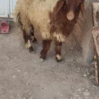 گوسفند بره قوچ بز گاومیش گاو
