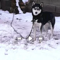 سگ خارجی اسم هاسکی|سگ|سلیمان, |دیوار