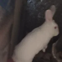 خرگوش بازیگوش وباهوش|موش و خرگوش|بیرجند, |دیوار