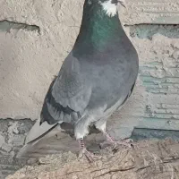 کبوتر|پرنده|صوفیان, |دیوار