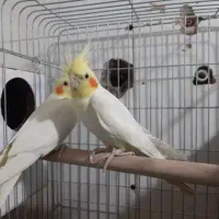 طوطی عروس هلندی|پرنده|نظرآباد, نظرآباد|دیوار