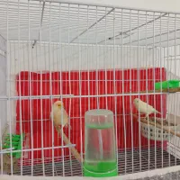 فروش یک جفت قناری