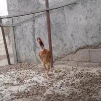 لاری' خروس و مرغ و جوجه اوشامو|حیوانات مزرعه|بندرعباس, |دیوار