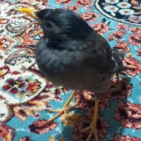 مرغ مینا|پرنده|بندرعباس, |دیوار