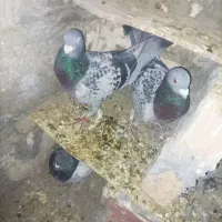 کبوتر کیلومتری