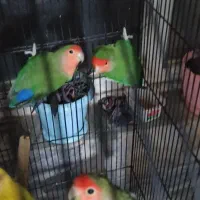 5عدد کوتوله خوشگل و سالم و شاداب