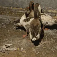 غاز|حیوانات مزرعه|شادگان, |دیوار