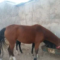 اسب و کره اسب|اسب و تجهیزات اسبسواری|خرمآباد, |دیوار