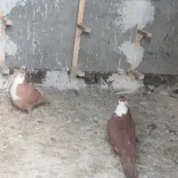 ریش سرخ وریش