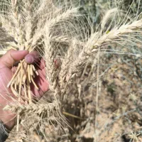 بذرر نخود گوکسو و گندم مادری|خدمات باغبانی و درختکاری|روانسر, |دیوار