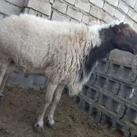 قوچ تیز ران|حیوانات مزرعه|سبزوار, صالح آباد|دیوار