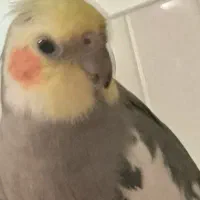 گمشده عروس هلندی خاکستری