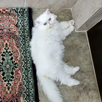 گربه پرشین سوپر فلت|گربه|بابل, |دیوار