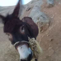 خره نره جوان (مور)