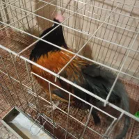 حراج کمیاب خروس ورورک و بارلوندر و قفس حرفه ای