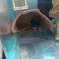 جفت ماهی کت چوبی مولد|ماهی|پرند, فاز ۴|دیوار